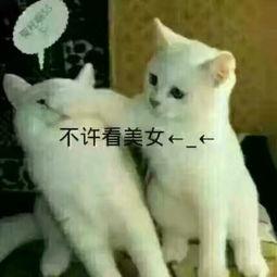 娱乐吃瓜酱三花,娱乐吃瓜界的“瓜王”传奇